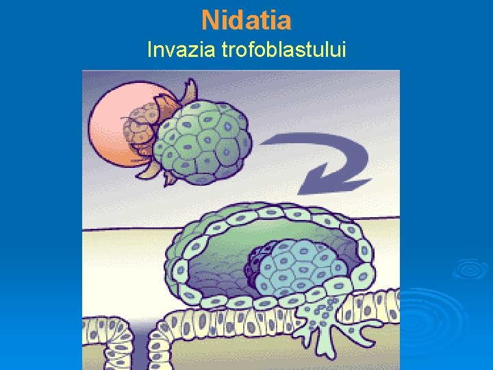 Nidatia Invazia trofoblastului 