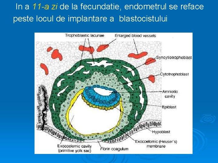 In a 11 -a zi de la fecundatie, endometrul se reface peste locul de