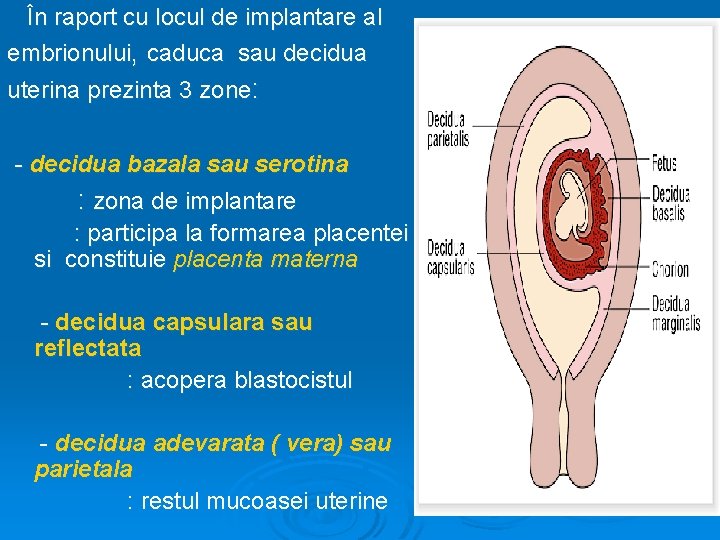 În raport cu locul de implantare al embrionului, caduca sau decidua uterina prezinta 3