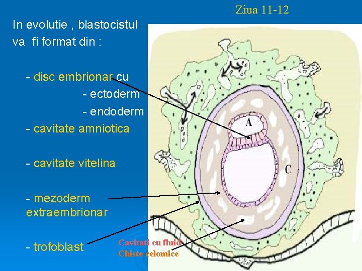 Ziua 11 -12 In evolutie , blastocistul va fi format din : - disc