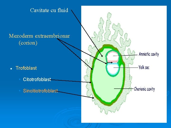 Cavitate cu fluid Mezoderm extraembrionar (corion) l Trofoblast • Citotrofoblast • Sincitiotrofoblast 