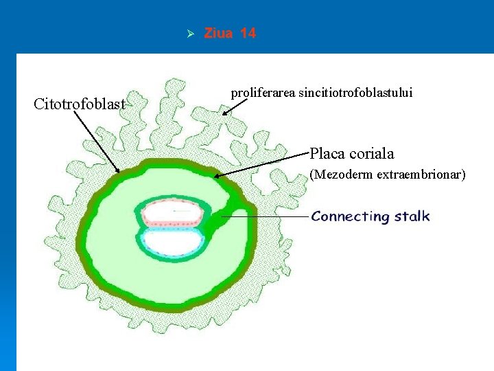 Ø Citotrofoblast Ziua 14 proliferarea sincitiotrofoblastului Placa coriala (Mezoderm extraembrionar) 