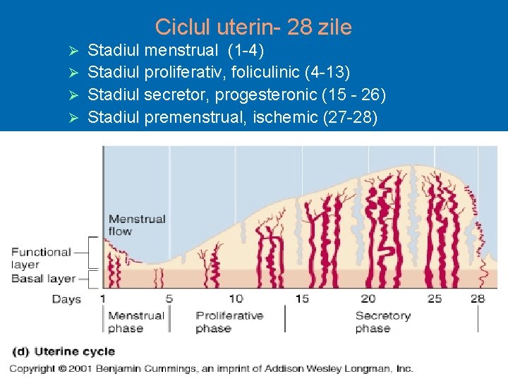 Ciclul uterin- 28 zile Stadiul menstrual (1 -4) Ø Stadiul proliferativ, foliculinic (4 -13)