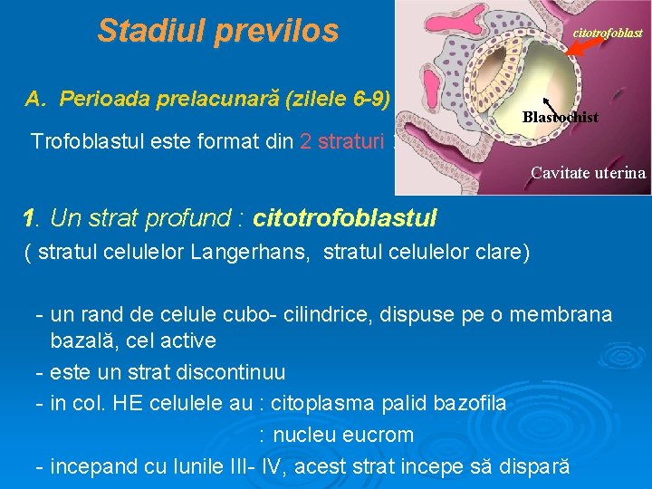 Stadiul previlos A. Perioada prelacunară (zilele 6 -9) Trofoblastul este format din 2 straturi