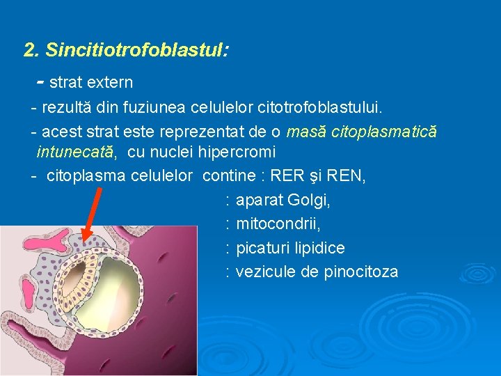 2. Sincitiotrofoblastul: - strat extern - rezultă din fuziunea celulelor citotrofoblastului. - acest strat