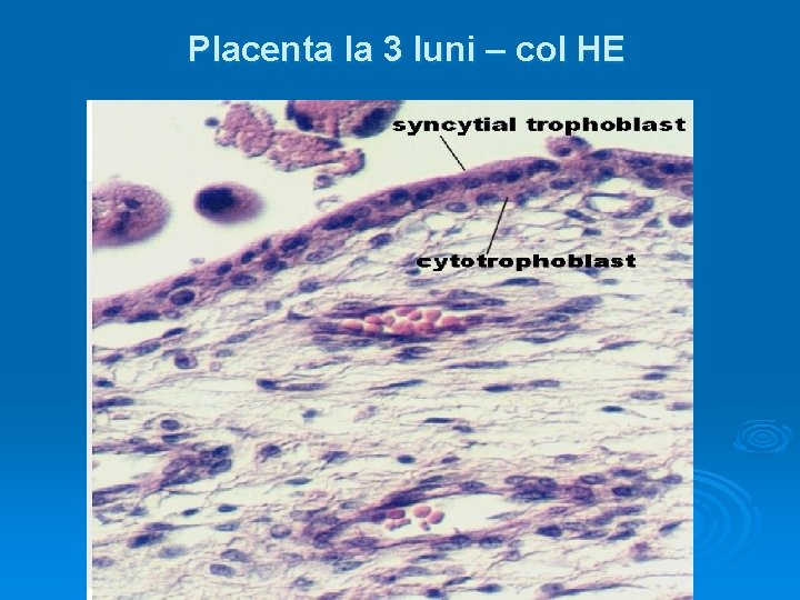 Placenta la 3 luni – col HE 