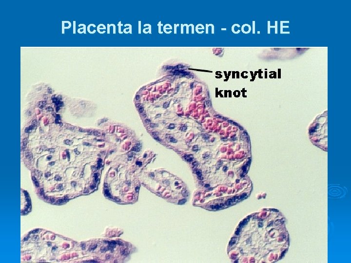 Placenta la termen - col. HE 