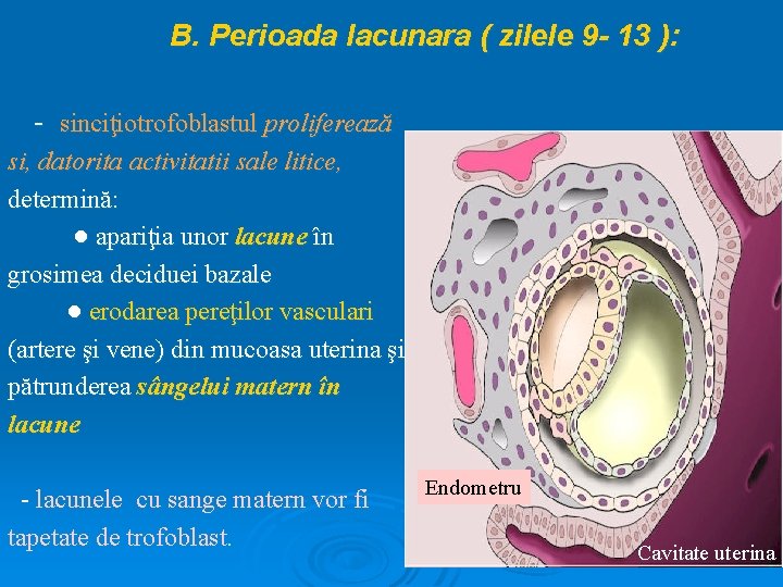 B. Perioada lacunara ( zilele 9 - 13 ): - sinciţiotrofoblastul proliferează si, datorita