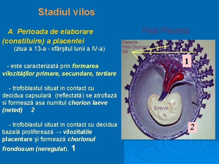 Stadiul vilos A. Perioada de elaborare (constituire) a placentei (ziua a 13 -a -