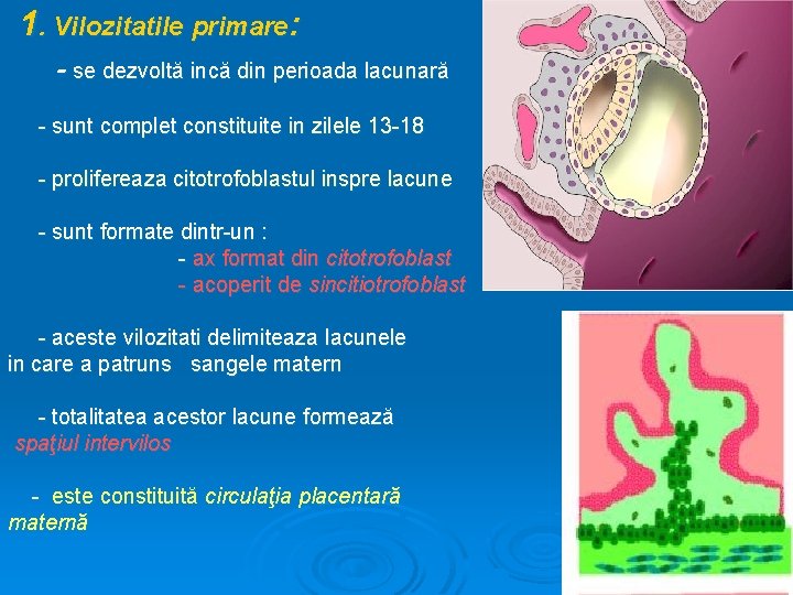 1. Vilozitatile primare: - se dezvoltă incă din perioada lacunară - sunt complet constituite