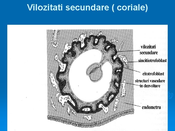 Vilozitati secundare ( coriale) 