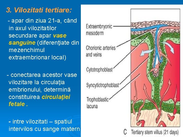 3. Vilozitati tertiare: - apar din ziua 21 -a, când in axul vilozitatilor secundare