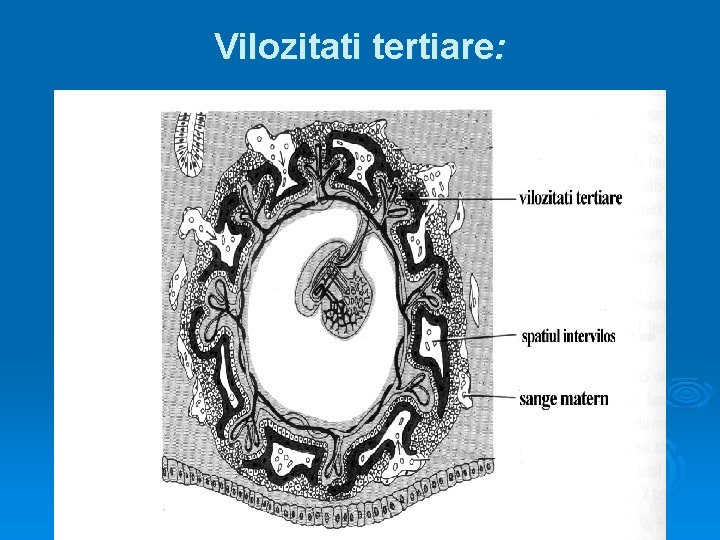 Vilozitati tertiare: 