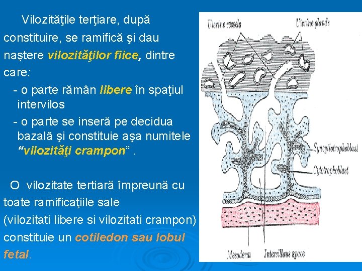Vilozităţile terţiare, după constituire, se ramifică şi dau naştere vilozităţilor fiice, dintre care: -