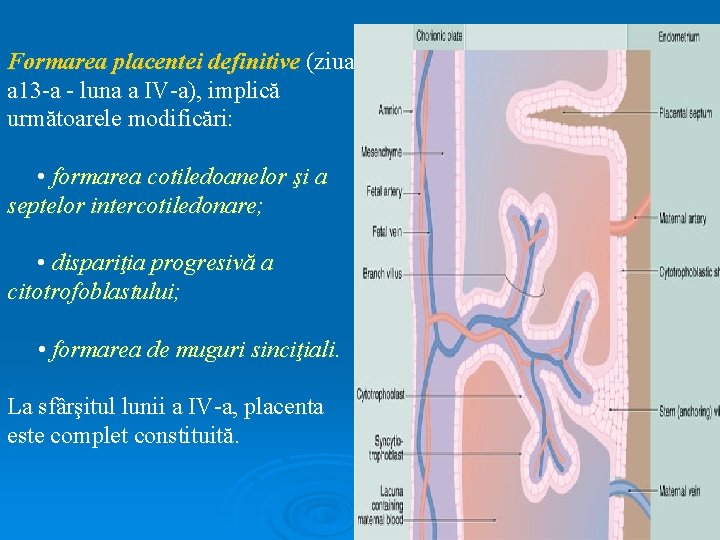 Formarea placentei definitive (ziua a 13 -a - luna a IV-a), implică următoarele modificări: