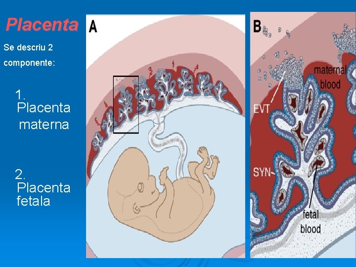 Placenta Se descriu 2 componente: 1. Placenta materna 2. Placenta fetala 