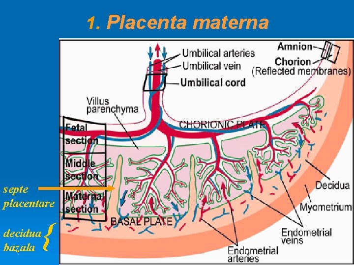 1. Placenta materna septe placentare { decidua bazala 