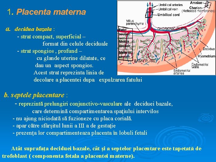1. Placenta materna a. decidua bazala : - strat compact, superficial – format din