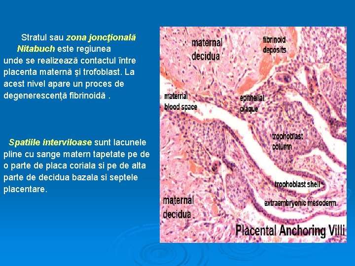 Stratul sau zona joncţională Nitabuch este regiunea unde se realizează contactul între placenta maternă
