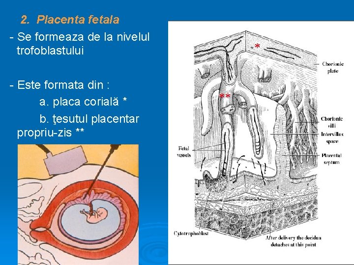2. Placenta fetala - Se formeaza de la nivelul trofoblastului - Este formata din