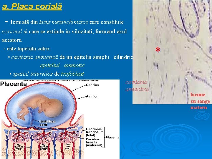 a. Placa corială - formată din tesut mezenchimatos care constituie corionul si care se