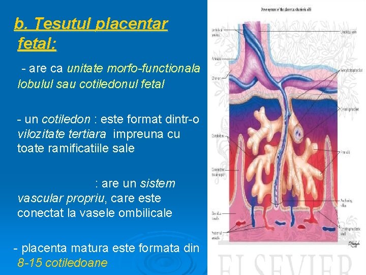 b. Ţesutul placentar fetal: - are ca unitate morfo-functionala lobulul sau cotiledonul fetal -