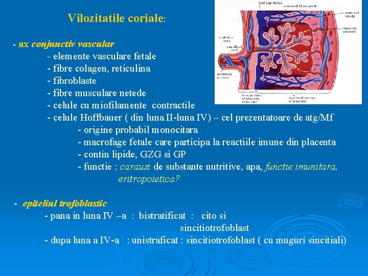 Vilozitatile coriale: - ax conjunctiv vascular - elemente vasculare fetale - fibre colagen, reticulina