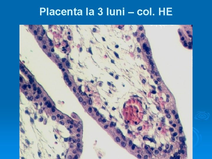 Placenta la 3 luni – col. HE 