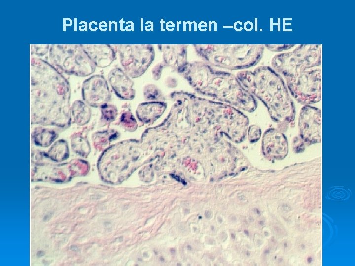 Placenta la termen –col. HE 