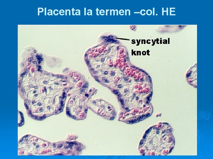 Placenta la termen –col. HE 