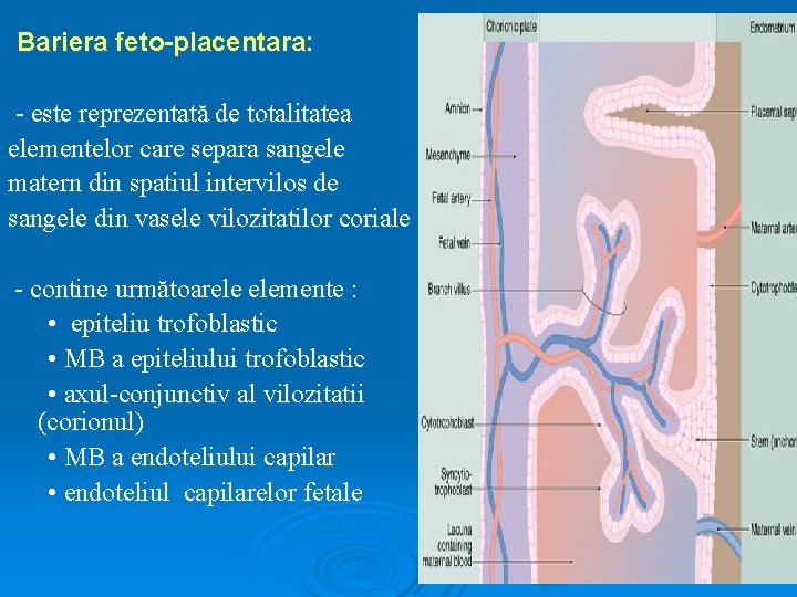 Bariera feto-placentara: - este reprezentată de totalitatea elementelor care separa sangele matern din spatiul