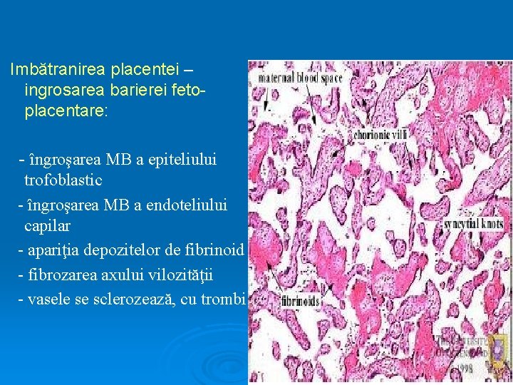 Imbătranirea placentei – ingrosarea barierei fetoplacentare: - îngroşarea MB a epiteliului trofoblastic - îngroşarea