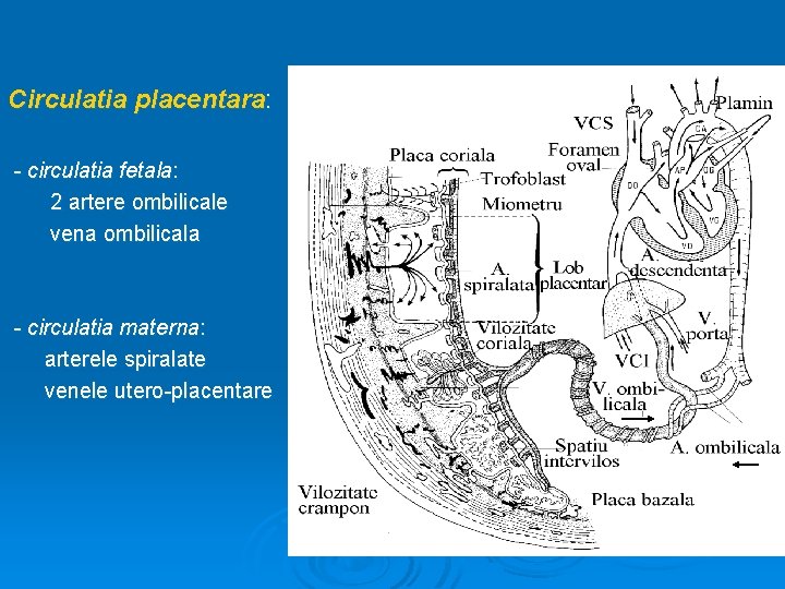 Circulatia placentara: - circulatia fetala: 2 artere ombilicale vena ombilicala - circulatia materna: arterele