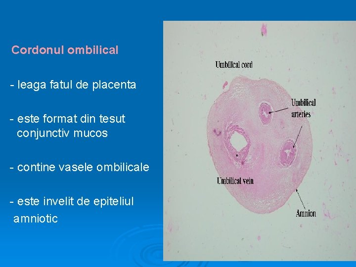 Cordonul ombilical - leaga fatul de placenta - este format din tesut conjunctiv mucos
