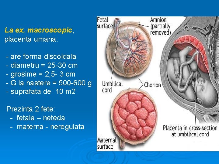 La ex. macroscopic, placenta umana: - are forma discoidala - diametru = 25 -30