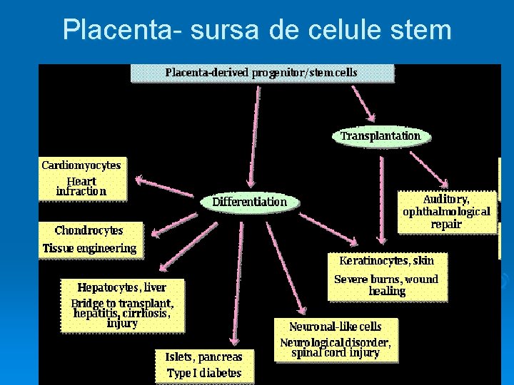 Placenta- sursa de celule stem 