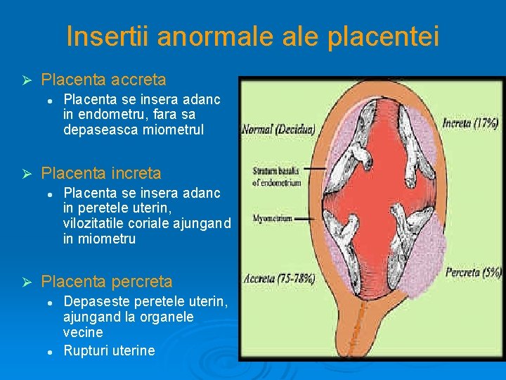Insertii anormale placentei Ø Placenta accreta l Ø Placenta increta l Ø Placenta se