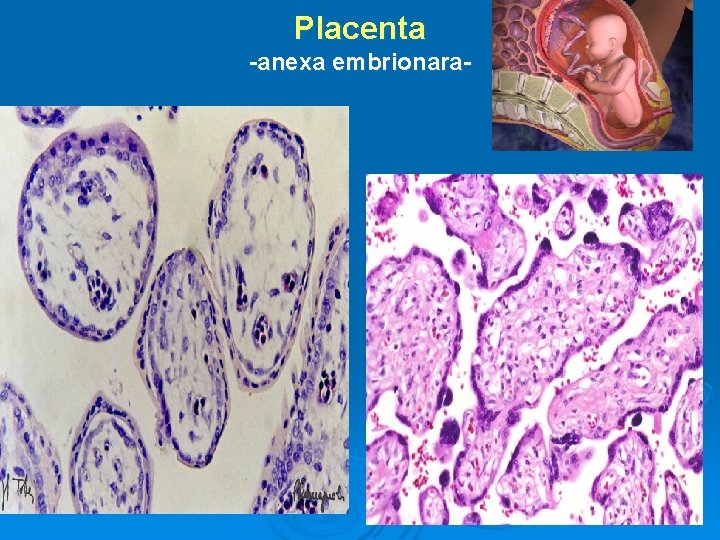 Placenta -anexa embrionara- 