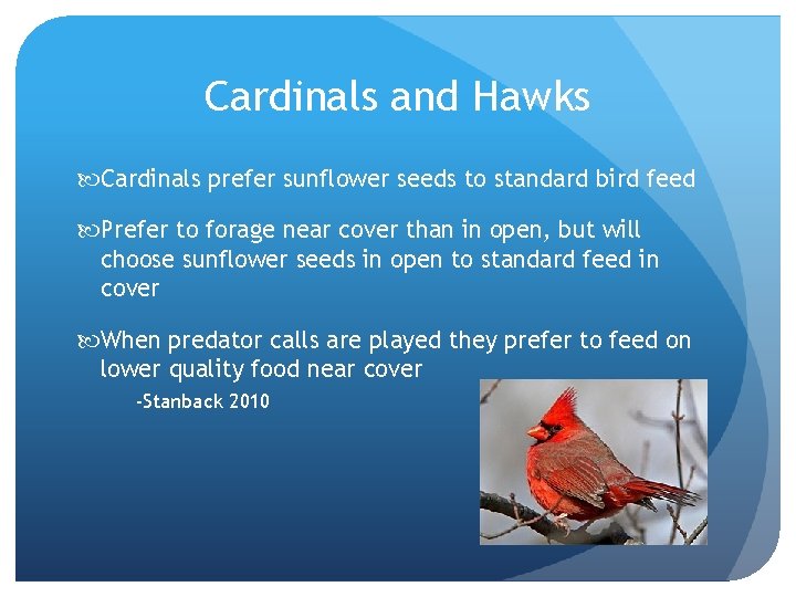 Cardinals and Hawks Cardinals prefer sunflower seeds to standard bird feed Prefer to forage