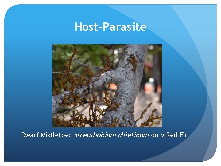 Host-Parasite Dwarf Mistletoe: Arceuthobium abietinum on a Red Fir 