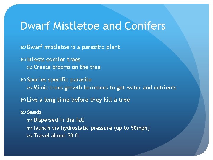 Dwarf Mistletoe and Conifers Dwarf mistletoe is a parasitic plant Infects conifer trees Create