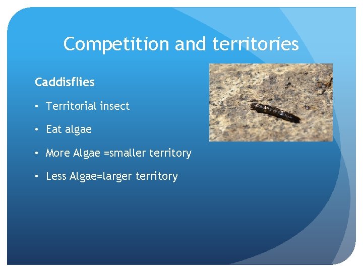 Competition and territories Caddisflies • Territorial insect • Eat algae • More Algae =smaller