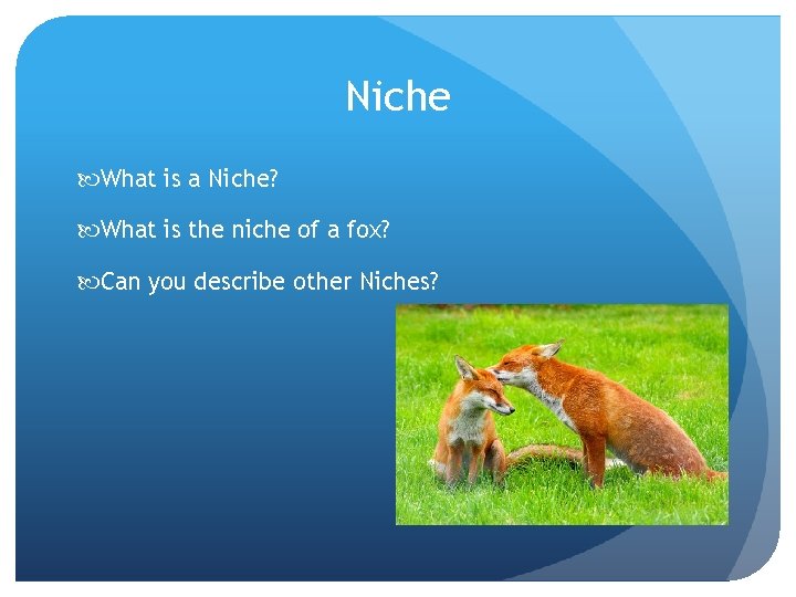 Niche What is a Niche? What is the niche of a fox? Can you