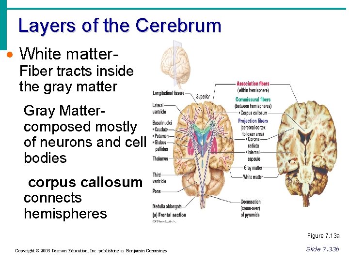 Layers of the Cerebrum · White matter- Fiber tracts inside the gray matter Gray