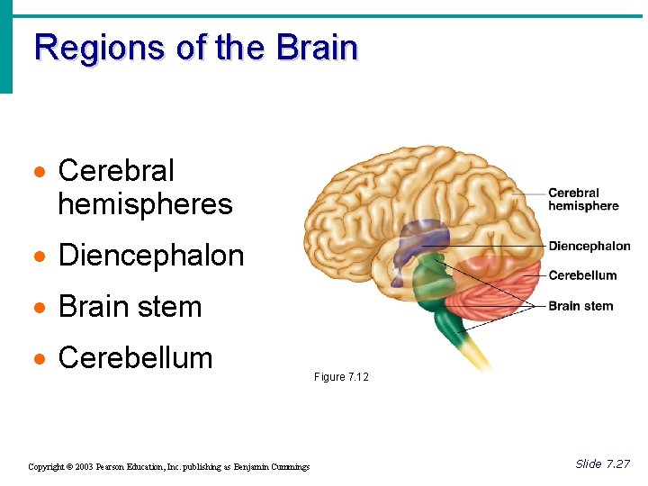 Regions of the Brain · Cerebral hemispheres · Diencephalon · Brain stem · Cerebellum