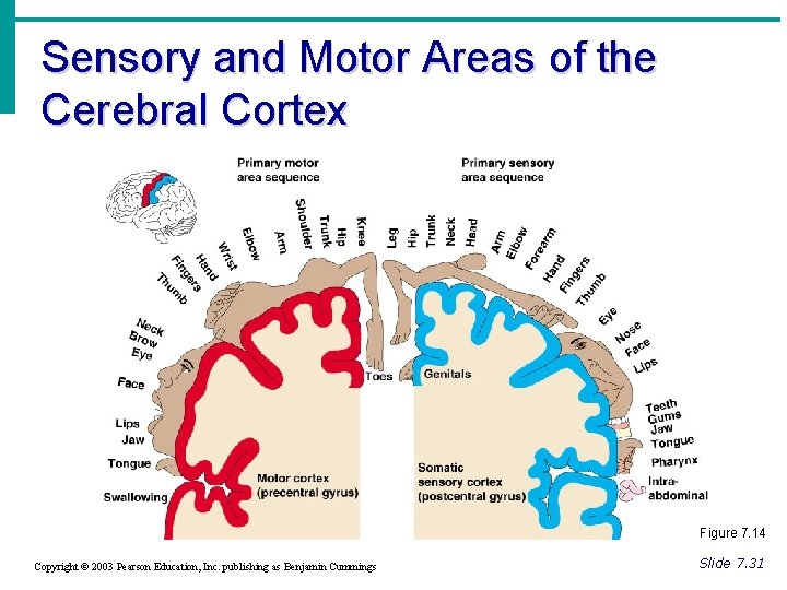 Sensory and Motor Areas of the Cerebral Cortex Figure 7. 14 Copyright © 2003