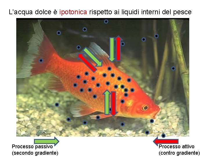 L’acqua dolce è ipotonica rispetto ai liquidi interni del pesce Processo passivo (secondo gradiente) L’acqua dolce è ipotonica rispetto ai liquidi interni del pesce Processo passivo (secondo gradiente)