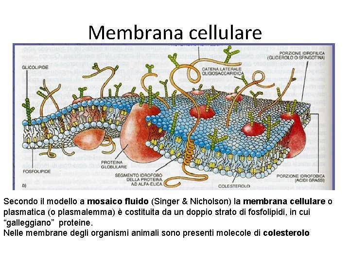 Membrana cellulare Secondo il modello a mosaico fluido (Singer & Nicholson) la membrana cellulare Membrana cellulare Secondo il modello a mosaico fluido (Singer & Nicholson) la membrana cellulare