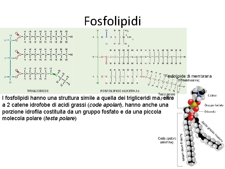 Fosfolipidi I fosfolipidi hanno una struttura simile a quella dei trigliceridi ma, oltre a Fosfolipidi I fosfolipidi hanno una struttura simile a quella dei trigliceridi ma, oltre a