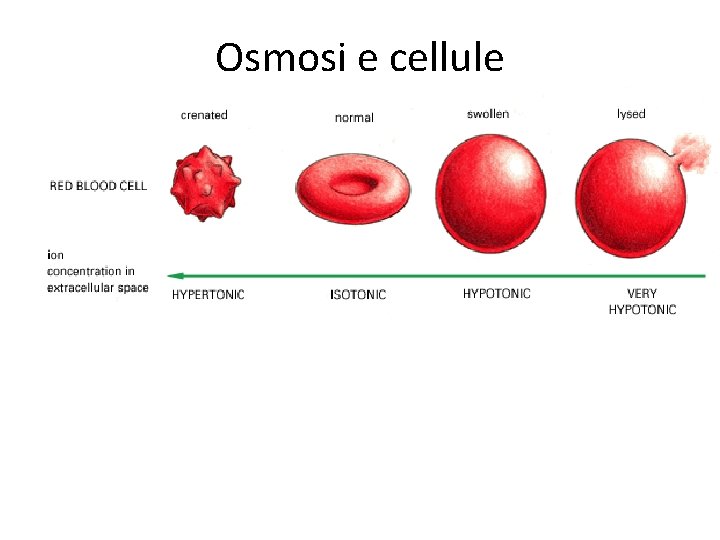 Osmosi e cellule Osmosi e cellule